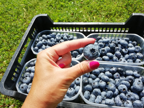 Šilauogė Chandler (trimetė)