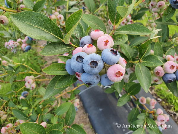 Šilauogė Chandler (trimetė)