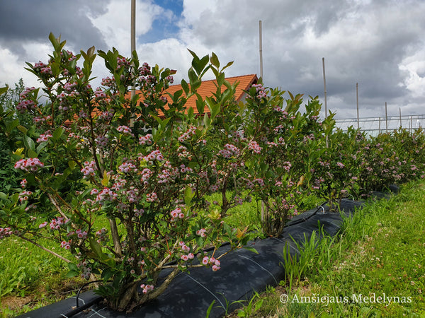 Šilauogė Chandler (trimetė)