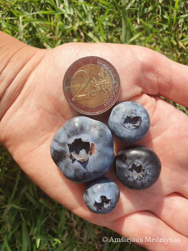 Šilauogė Chandler (trimetė)