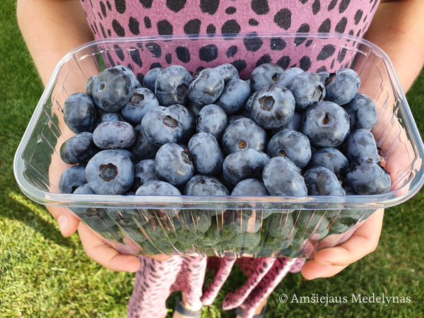 Šilauogė Chandler (trimetė)