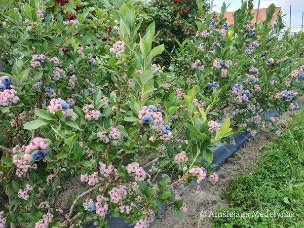 Šilauogė Chandler (trimetė)