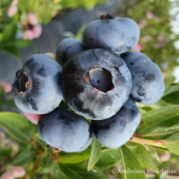 Šilauogė Chandler (trimetė)