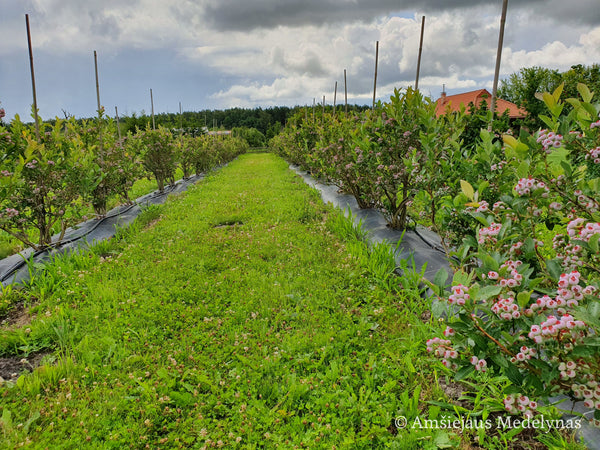 Šilauogė Chandler (trimetė)