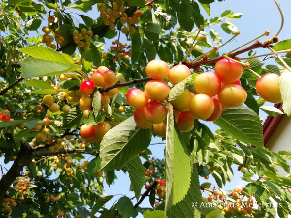 Trešnė Ringaudė Background