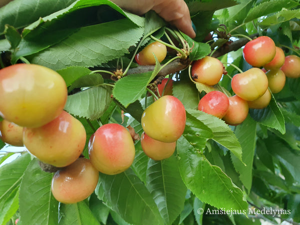 Trešnė Ringaudė (vazone)