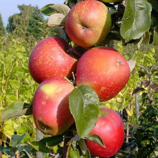 Koloninė obelis Berbat