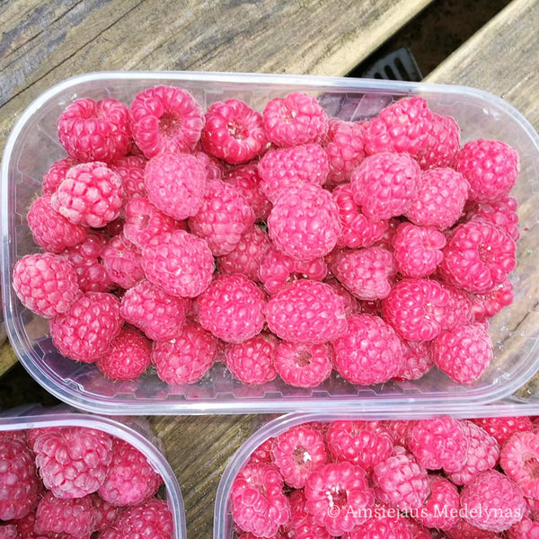 Vasarinė avietė Glen Ample Background