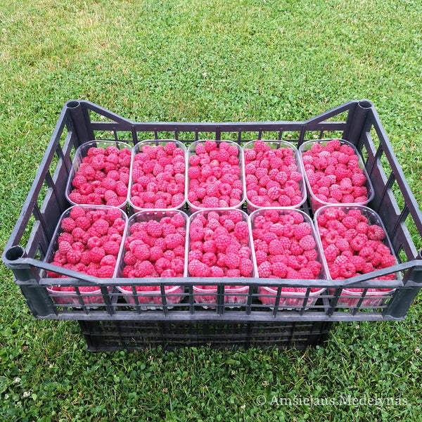 Vasarinė avietė Glen Ample (5 vnt. +1 dovanų)