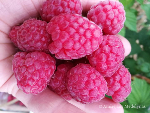 Vasarinė avietė Glen Ample (5 vnt. +1 dovanų)