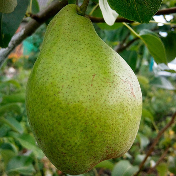 Kriaušė Ksena (vazone)