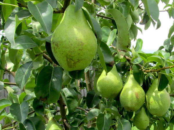 Kriaušė Ksena (vazone)