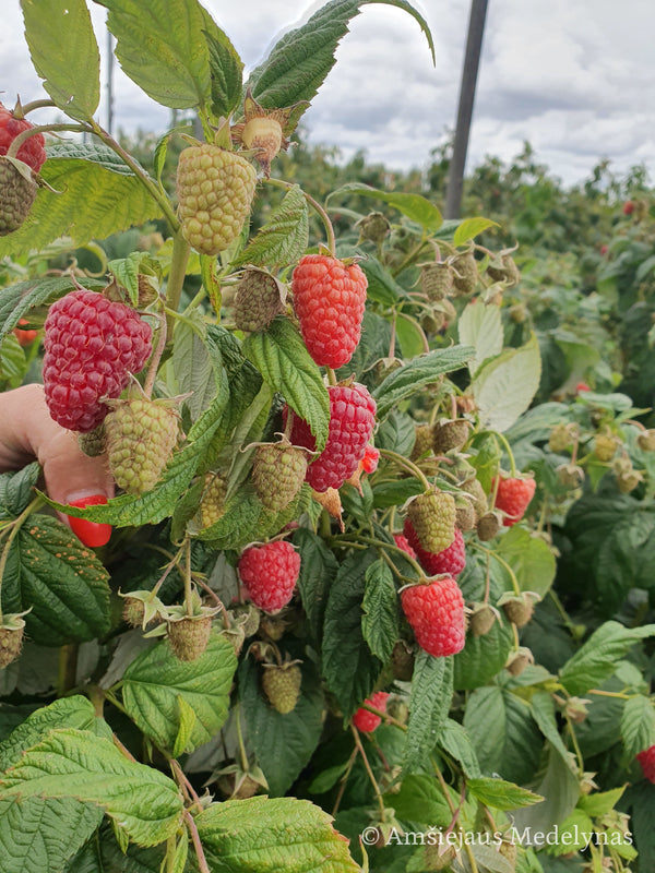 Remontantinės avietės (pakuotė 5 vnt. + 1 vnt. dovanų)