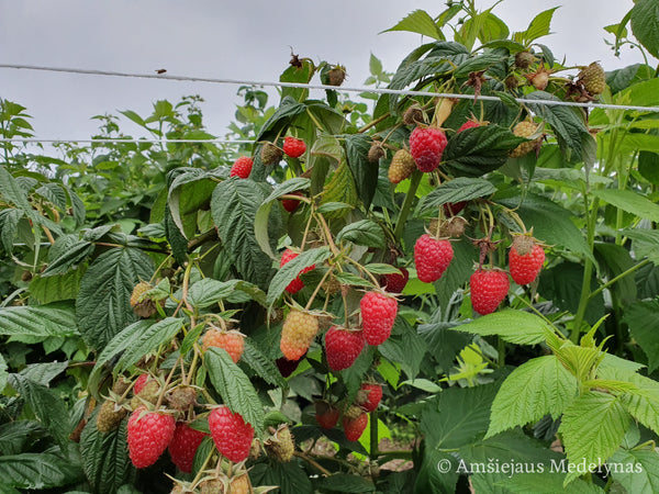 Remontantinės avietės (pakuotė 5 vnt. + 1 vnt. dovanų)