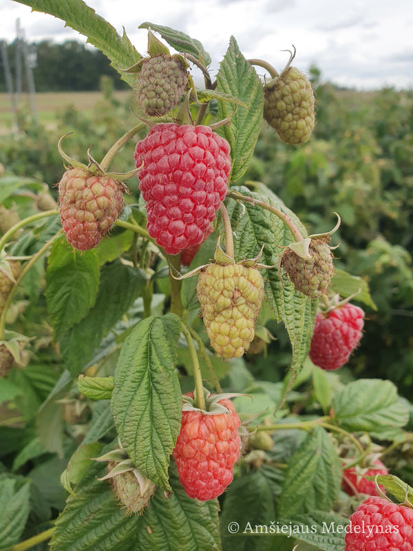 Remontantinės avietės (pakuotė 5 vnt. + 1 vnt. dovanų)
