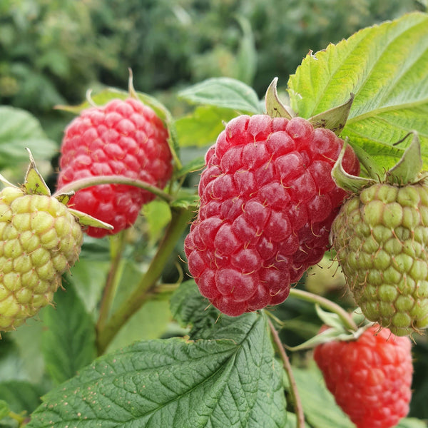 Remontantinės avietės (pakuotė 5 vnt. + 1 vnt. dovanų)