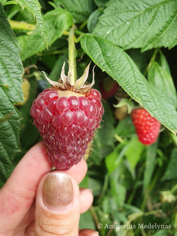 Remontantinės avietės (pakuotė 5 vnt. + 1 vnt. dovanų)