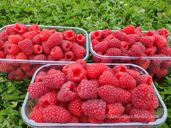 Remontantinės avietės (pakuotė 5 vnt. + 1 vnt. dovanų)