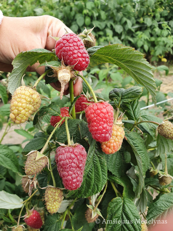 Remontantinės avietės (pakuotė 5 vnt. + 1 vnt. dovanų)