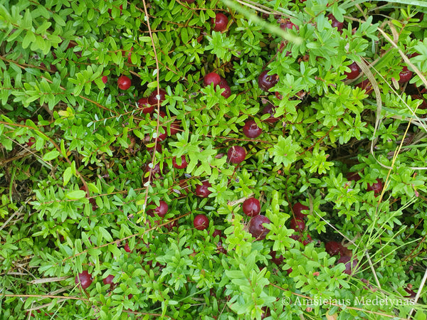 Spanguolė Early Black