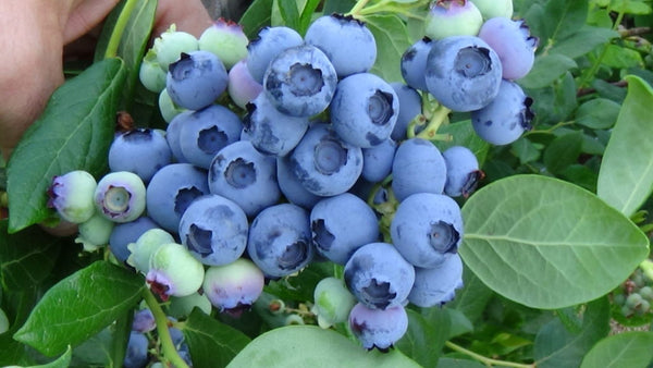 Šilauogė Bluegold (trimetė)