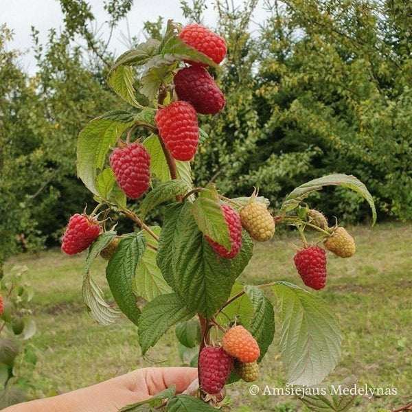 Remontantinės avietės (pakuotė 5 vnt. + 1 vnt. dovanų)