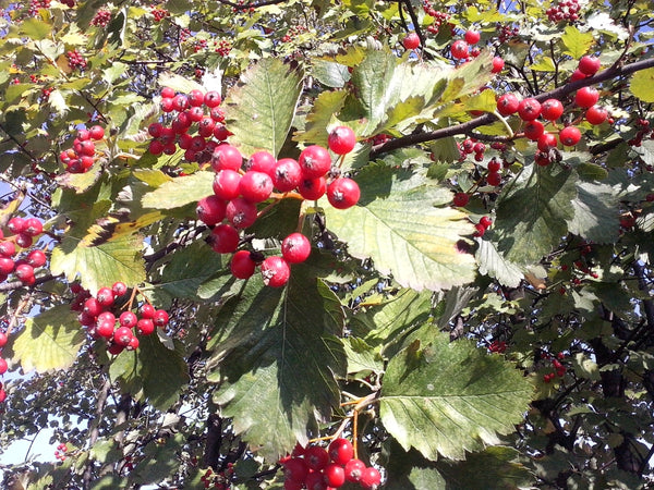 Švediškas šermukšnis Intermedia (vazone)