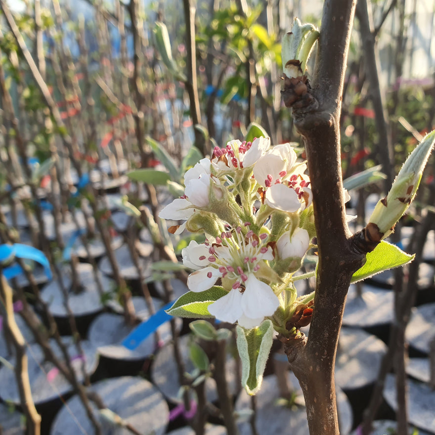 Vaismedžiai vazonuose - gegužės antroje pusėje!