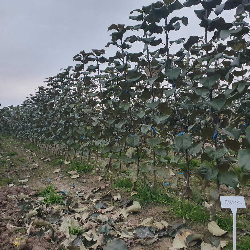 Obelys medelyne prieš kasimą