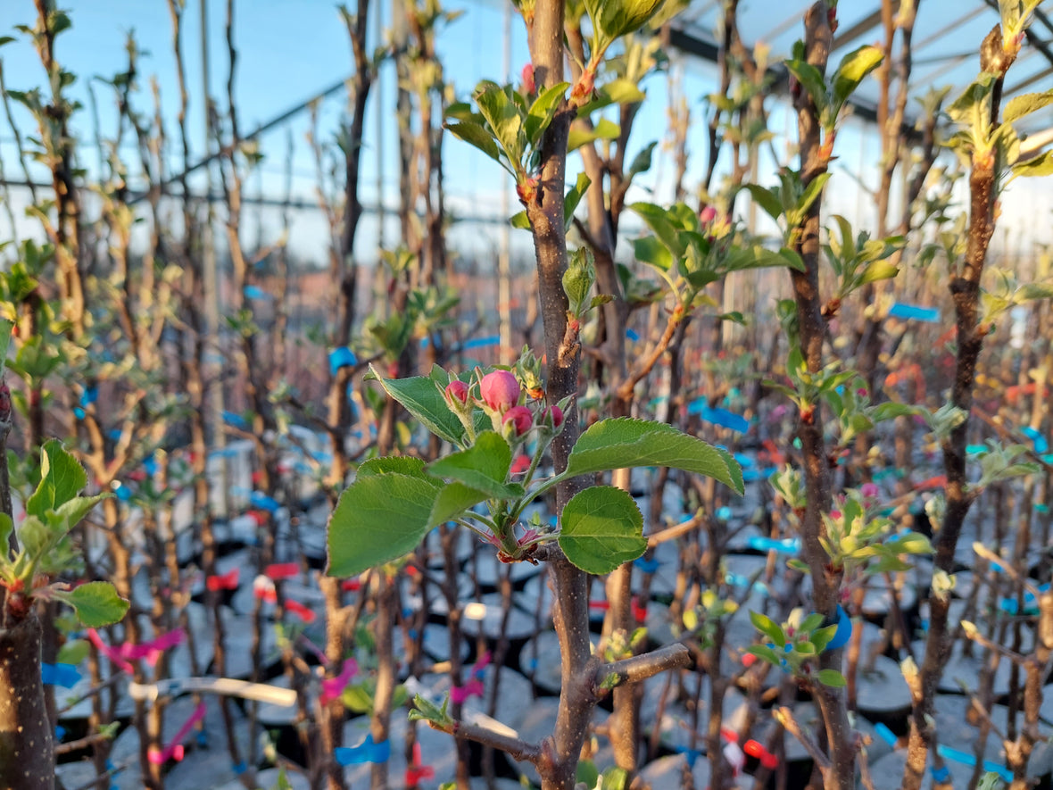 Ką bus galima įsigyti gegužės antroje pusėje?