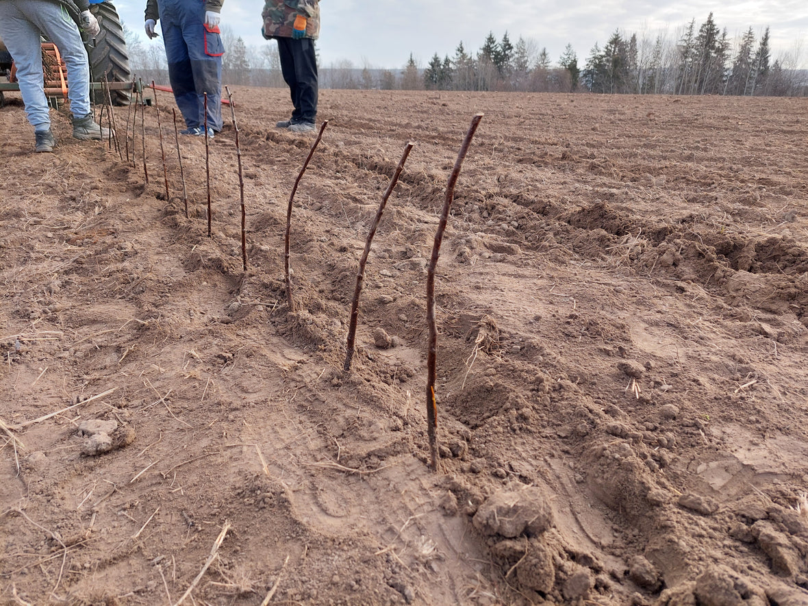 Šiandien sodiname poskiepius!