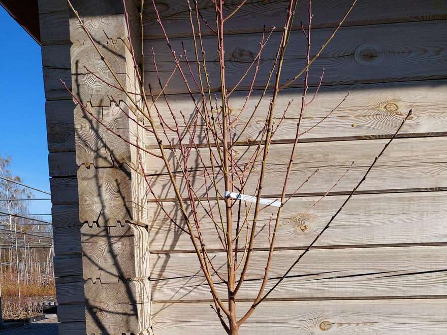 Kaip atrodo siunčiami suformuoti vaismedžiai?