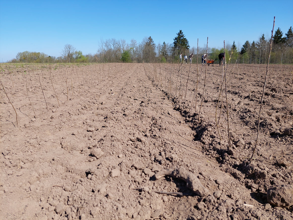 Poskiepių sodinimas