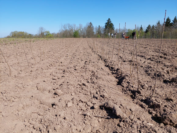 Poskiepių sodinimas