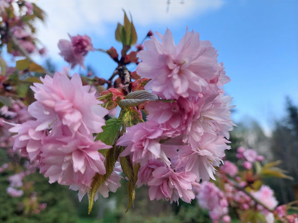 Mamos dienai - sakura Kanzan