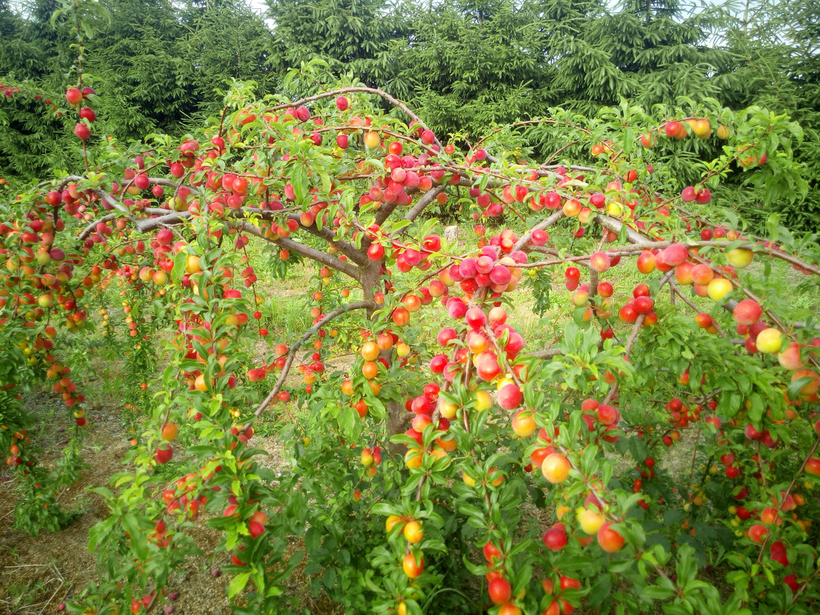 Kaip derinti hibridines slyvas?