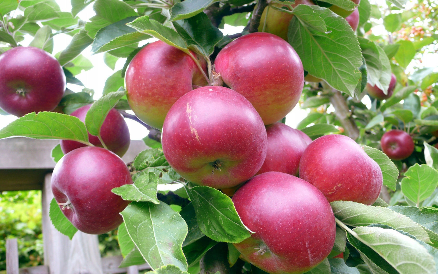 Obelų veislės tinkamos ekologiniams sodams