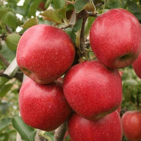 Rudeninė obelis Lučezarnoje (vazone)