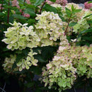 Šluotelinė hortenzija Pastelgreen-7