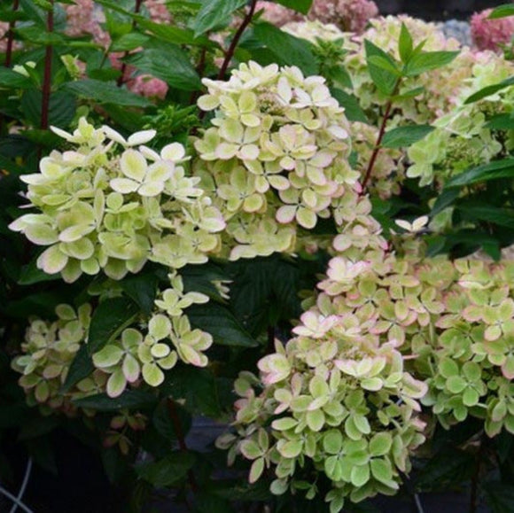 Šluotelinė hortenzija Pastelgreen