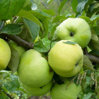 Rudeninė obelis Paprastasis antaninis (vazone)