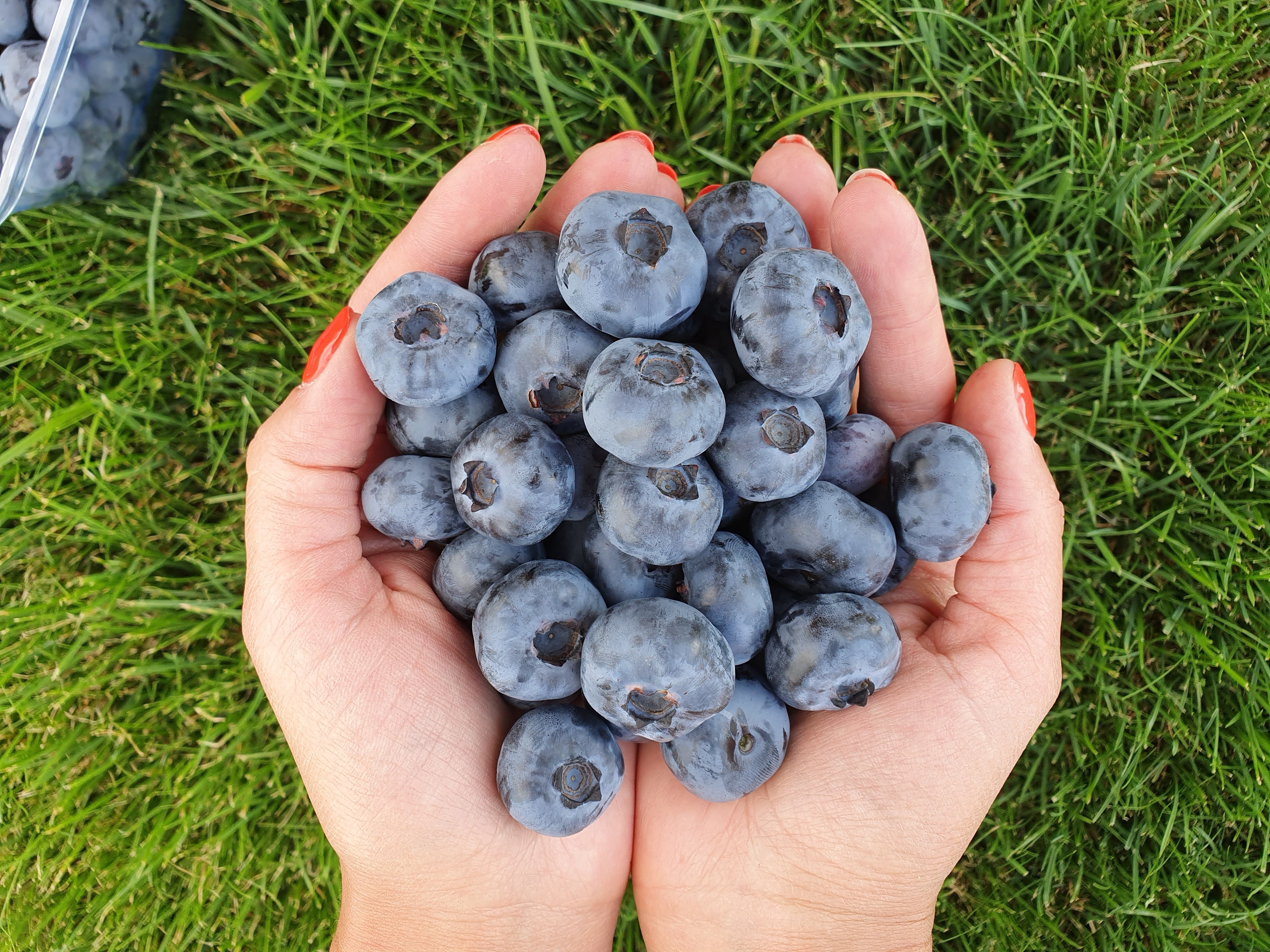 Uogos itin didelės ir labai saldžios