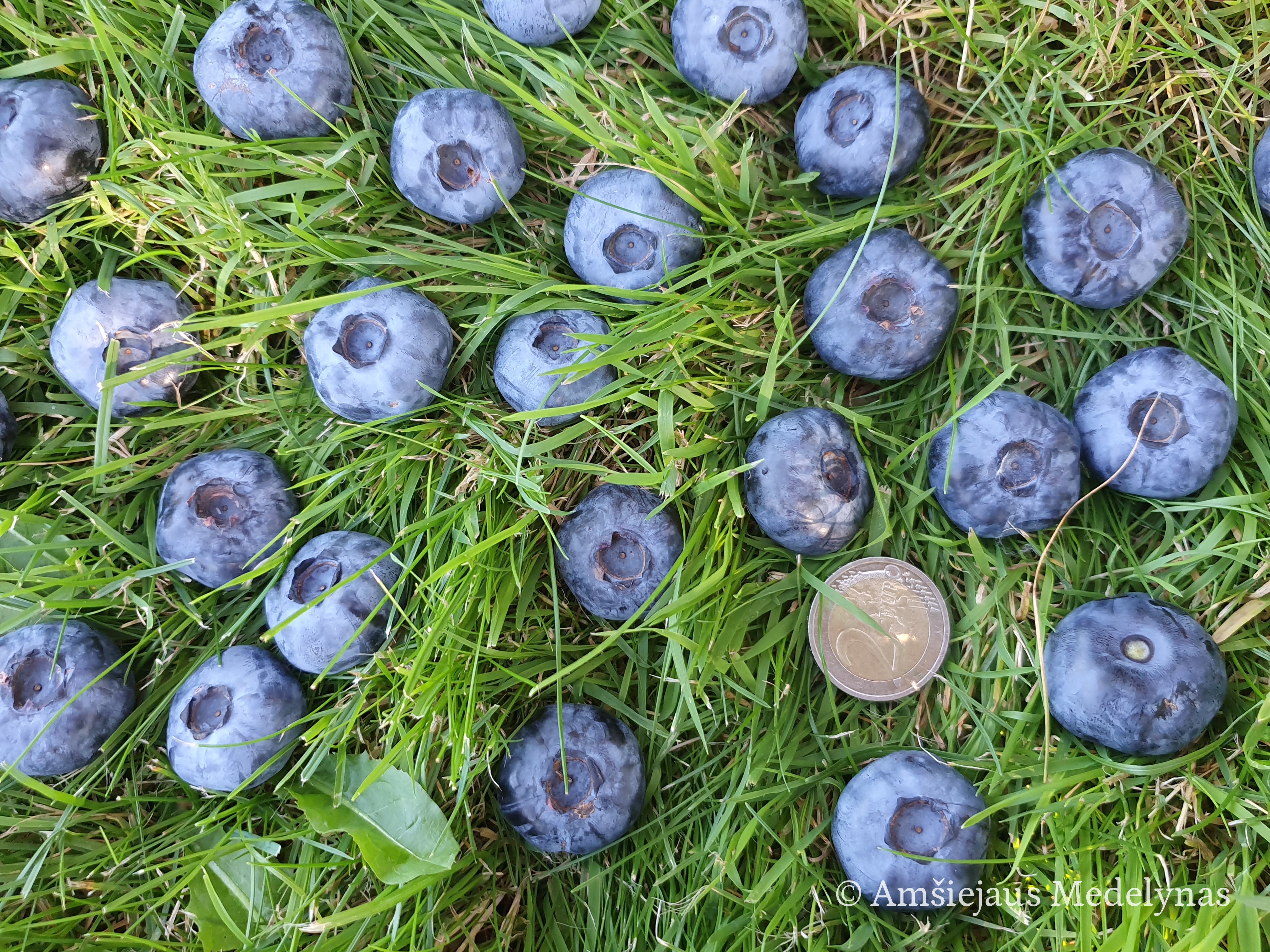 Pasiūlymas galioja internetu ir medelyno aikštelėje