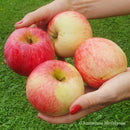 Vasarinė obelis Izbranica (vazone)-2