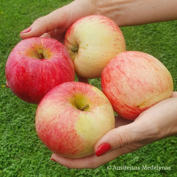 Vasarinė obelis Izbranica (vazone)