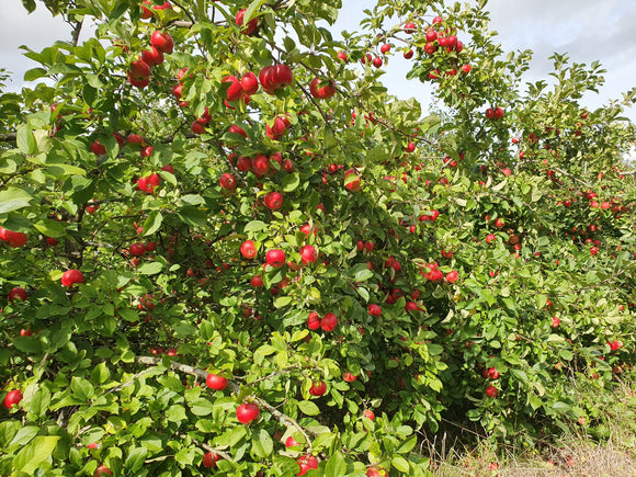 Rudeninė obelis Lučezarnoje (vazone)