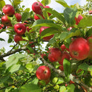 Rudeninė obelis Lučezarnoje (vazone)-4