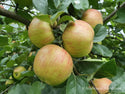 Žieminė obelis Honey Crisp (vazone)