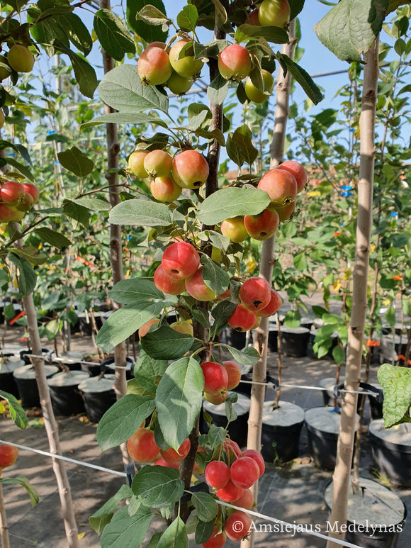 Rojaus obelis Sulit (vazone)