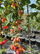 Rojaus obelis Sulit (vazone)-3